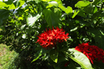古宇利島の赤い花