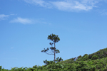 古宇利島にそびえ立つ琉球松